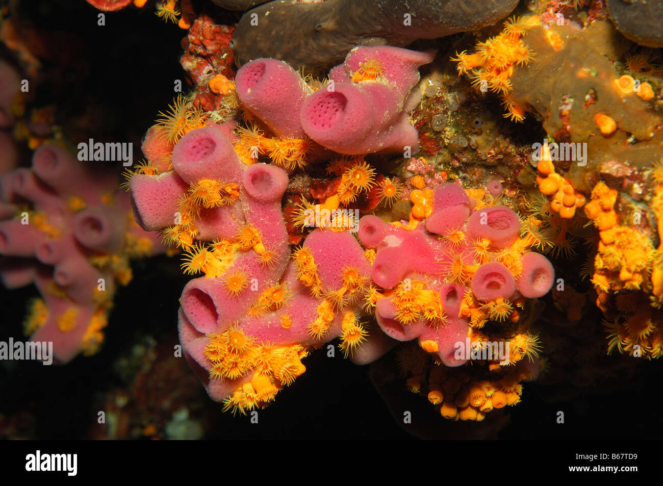 Pink Sponge and Yellow Zoanthid Haliclona mediterranea Parazoanthus axinellae Svetac Vis Island