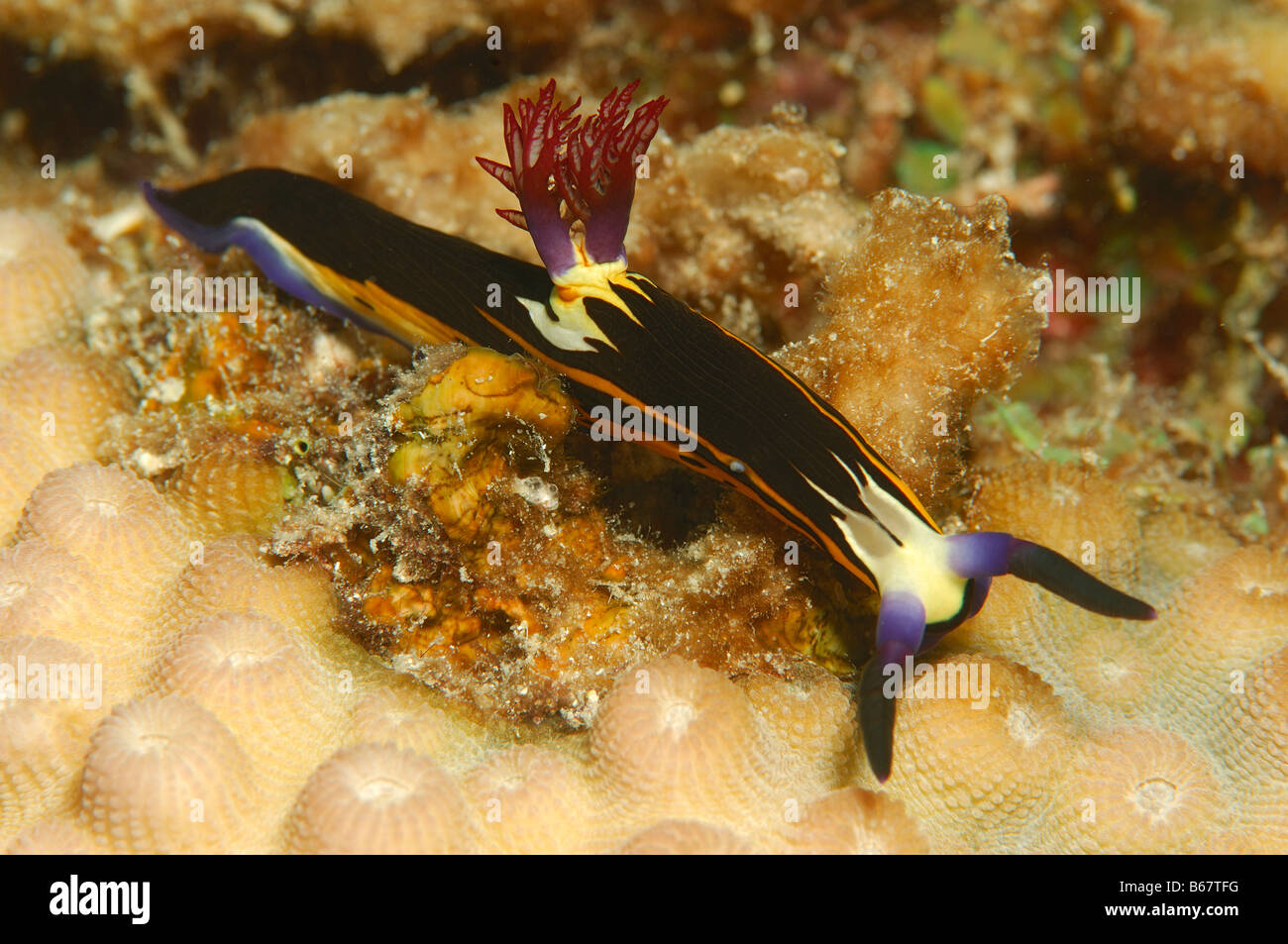 Endemic Nudibranch Nembrotha megalocera Marsa Alam Red Sea Egypt Stock Photo