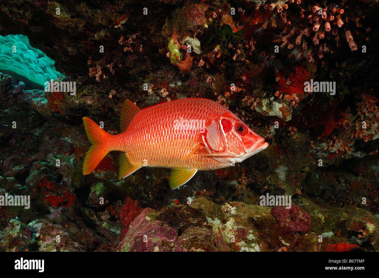 Longjawed Squirrelfish Sargocentron spiniferum Elphinstone Reef Red Sea Egypt Stock Photo
