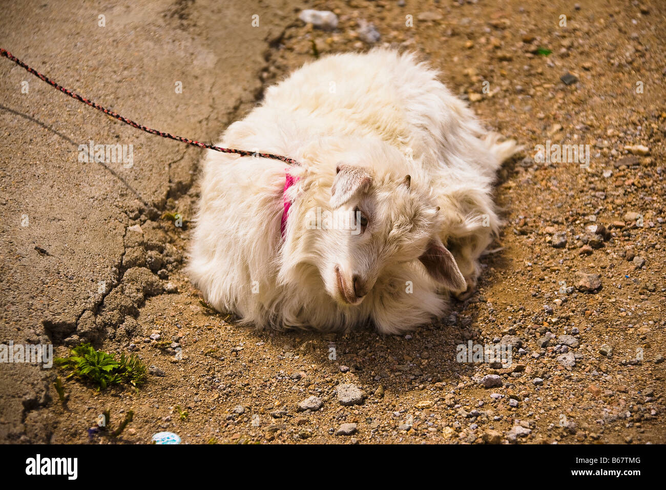 Goat Body Rope Tied goat hi-res stock photography and images - Alamy