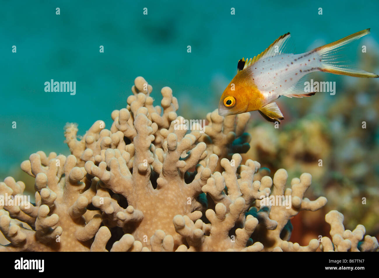 Juvenile Lyretail Hogfish Bodianus anthioides Marsa Alam Red Sea Egypt Stock Photo
