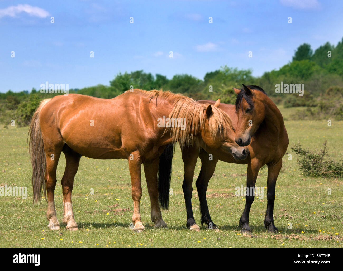 Two Ponies Courting, New Forest, Hampshire, England Stock Photo