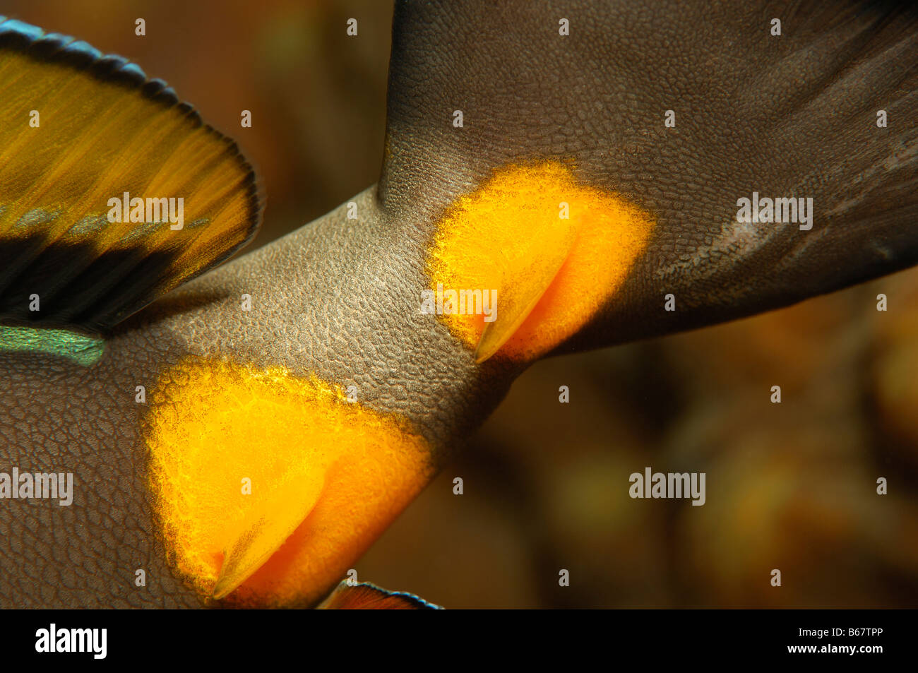 Scalpel of Orange spine Unicornfish Naso literatus Marsa Alam Red Sea Egypt Stock Photo