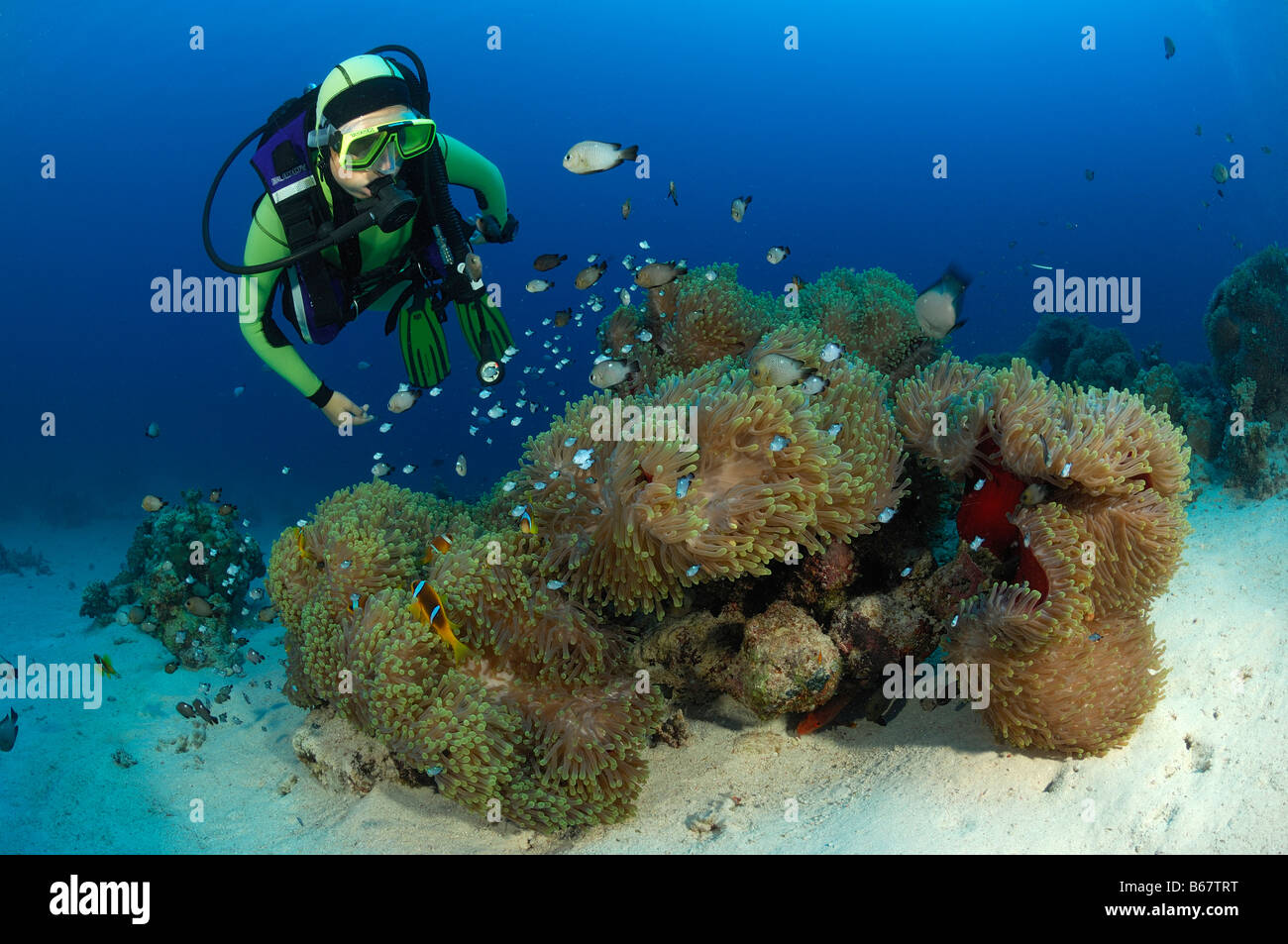 Diver and Magnificent Sea Anemones Heteractis magnifica Marsa Alam Red Sea Egypt Stock Photo