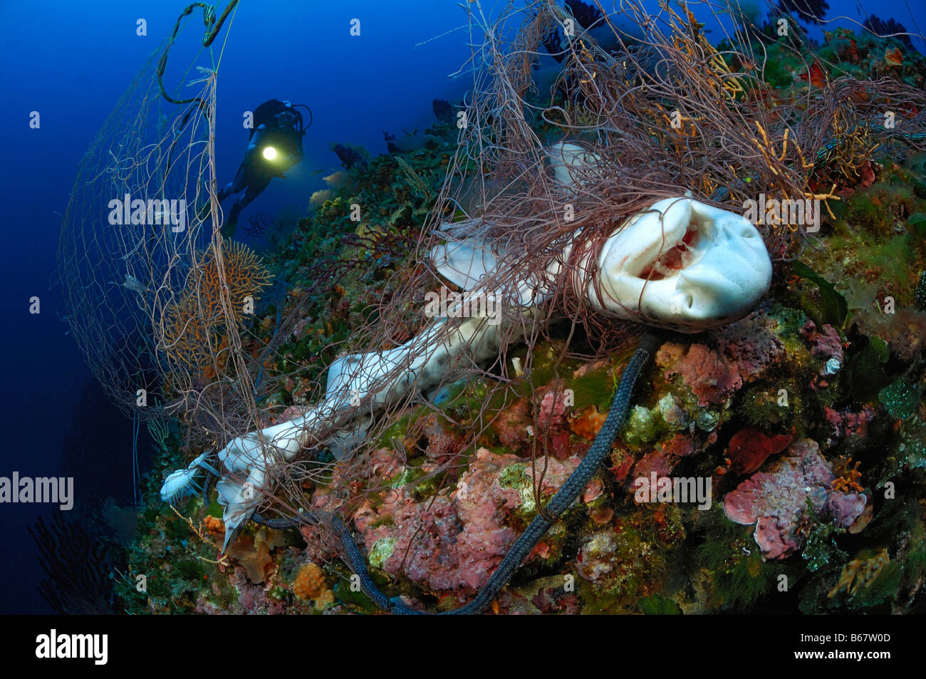 Dogfish died at Fishing Net Scyliorhinus canicula Vis Island Mediterranean Sea Croatia Stock Photo