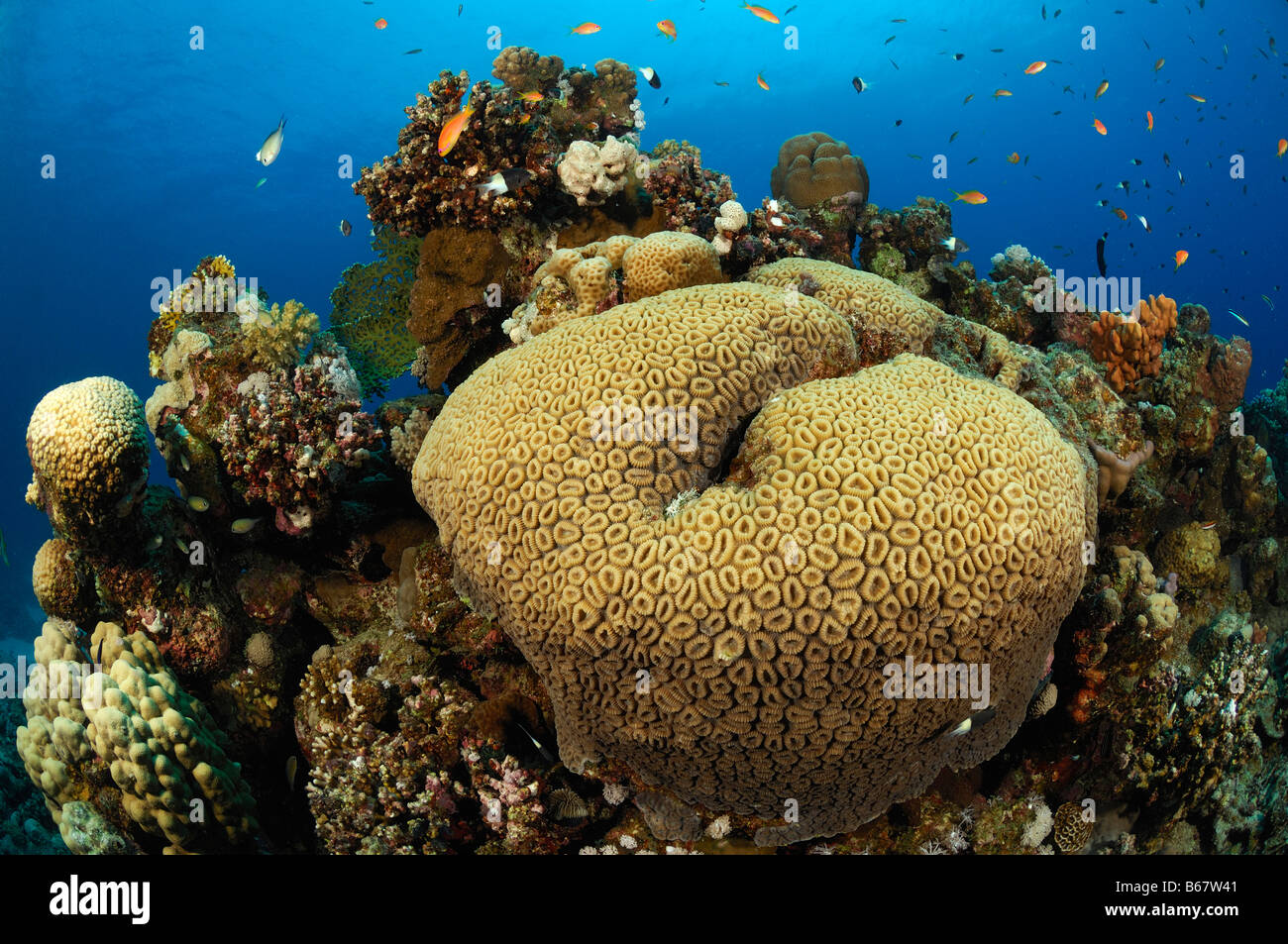Reef with Honeycomb Coral Favia favus Fury Shoals Marsa Alam Red Sea Egypt Stock Photo