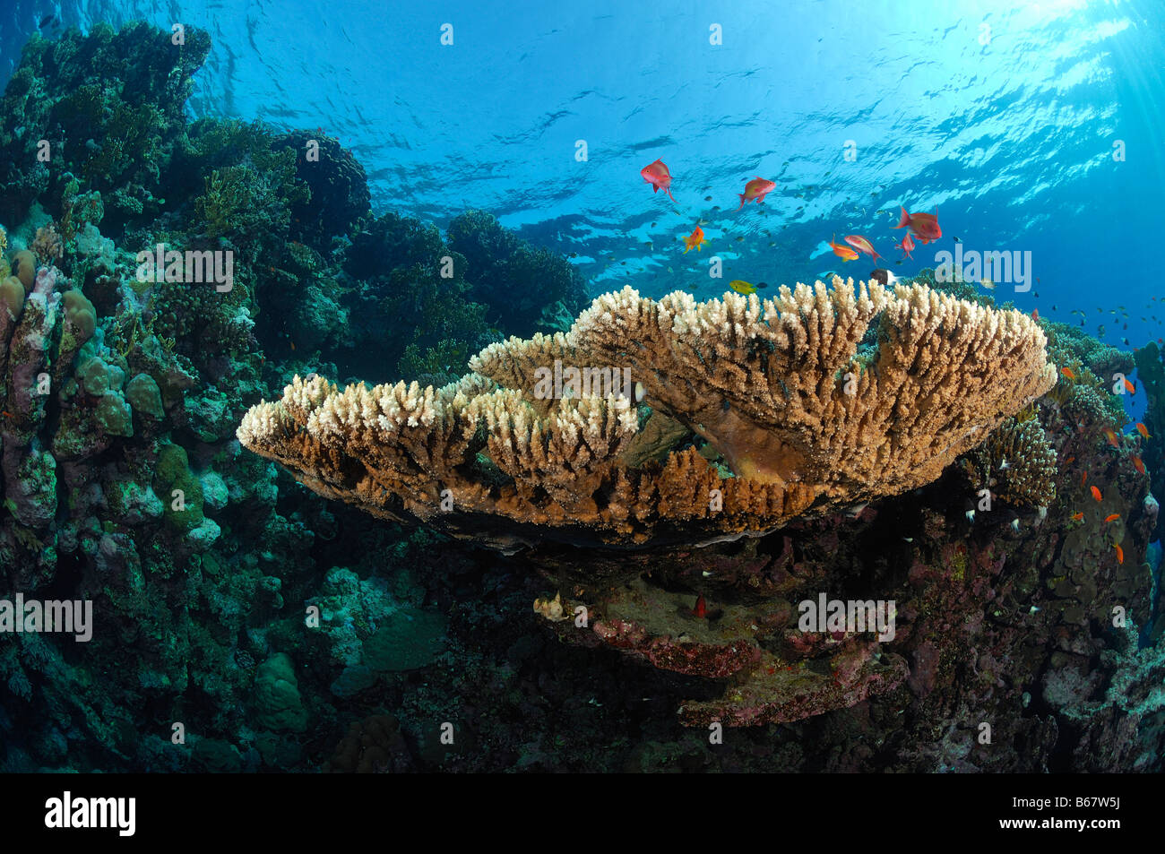 Table Coral Fury Shoals Marsa Alam Red Sea Egypt Stock Photo