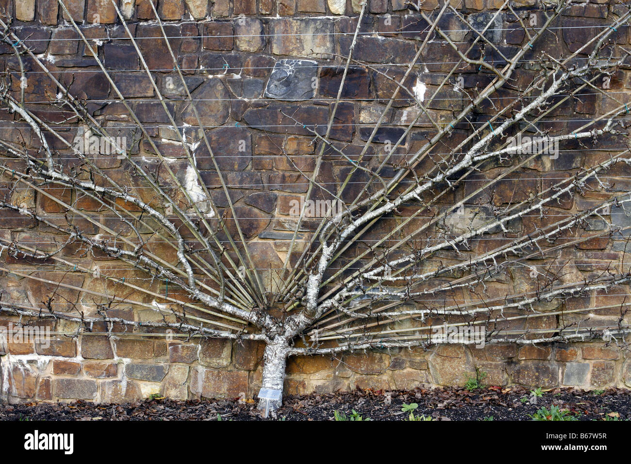 PEAR GLOU MORCEAU ON QUINCE C FAN TRAINED FRUIT TREES AT RHS ROSEMOOR GARDEN DEVON PHOTOGRAPHED WITH RHS PERMIT Stock Photo