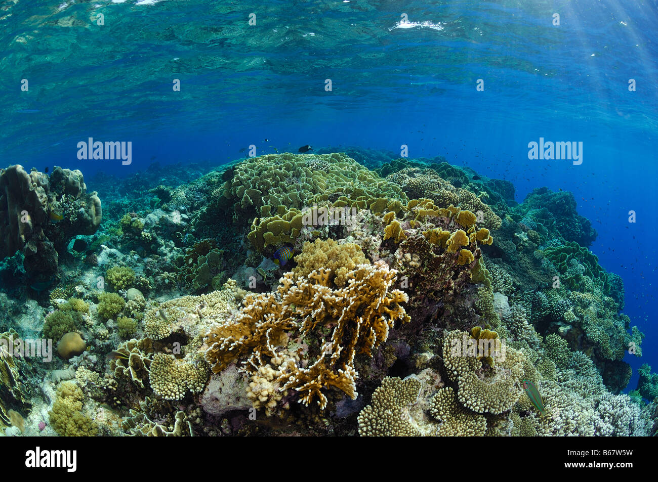 Reef Top with Hard Corals Fury Shoals Marsa Alam Red Sea Egypt Stock Photo