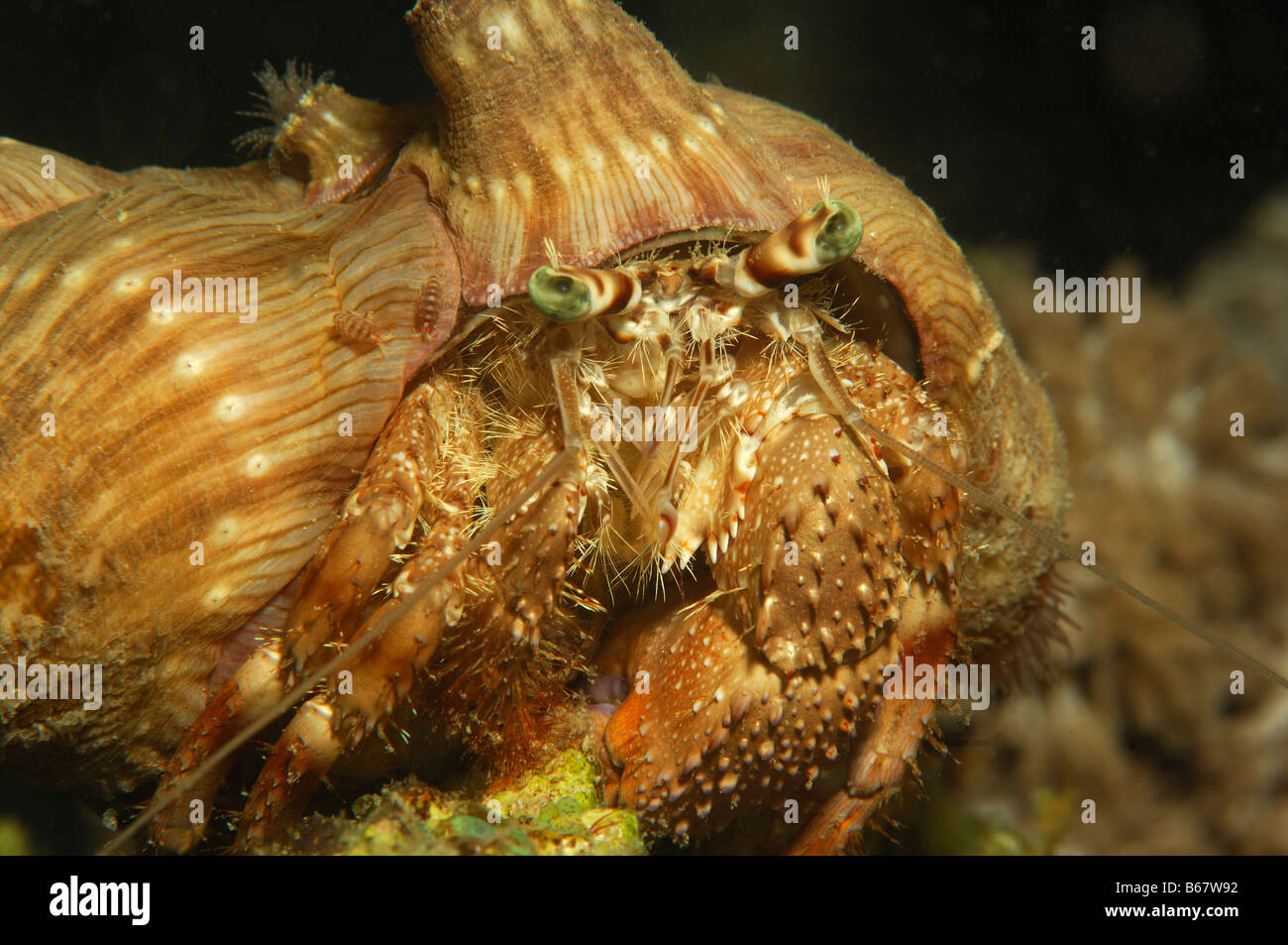 Anemone Hermit Crab Dardanus diogenes Fury Shoals Marsa Alam Red Sea ...