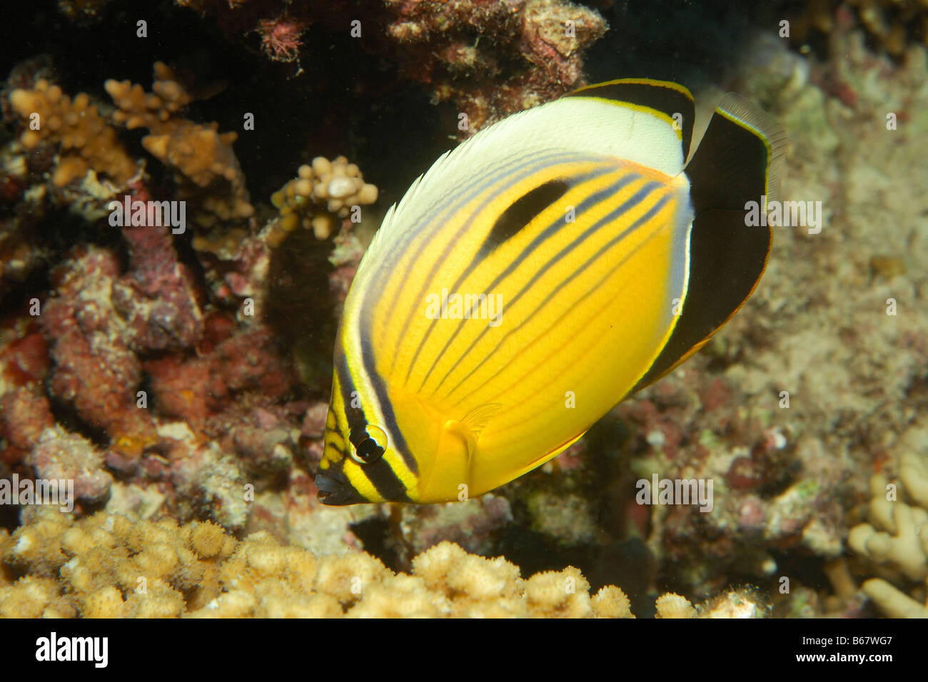 Blacktail Butterflyfish Chaetodon austriacus Marsa Alam Red Sea Egypt Stock Photo
