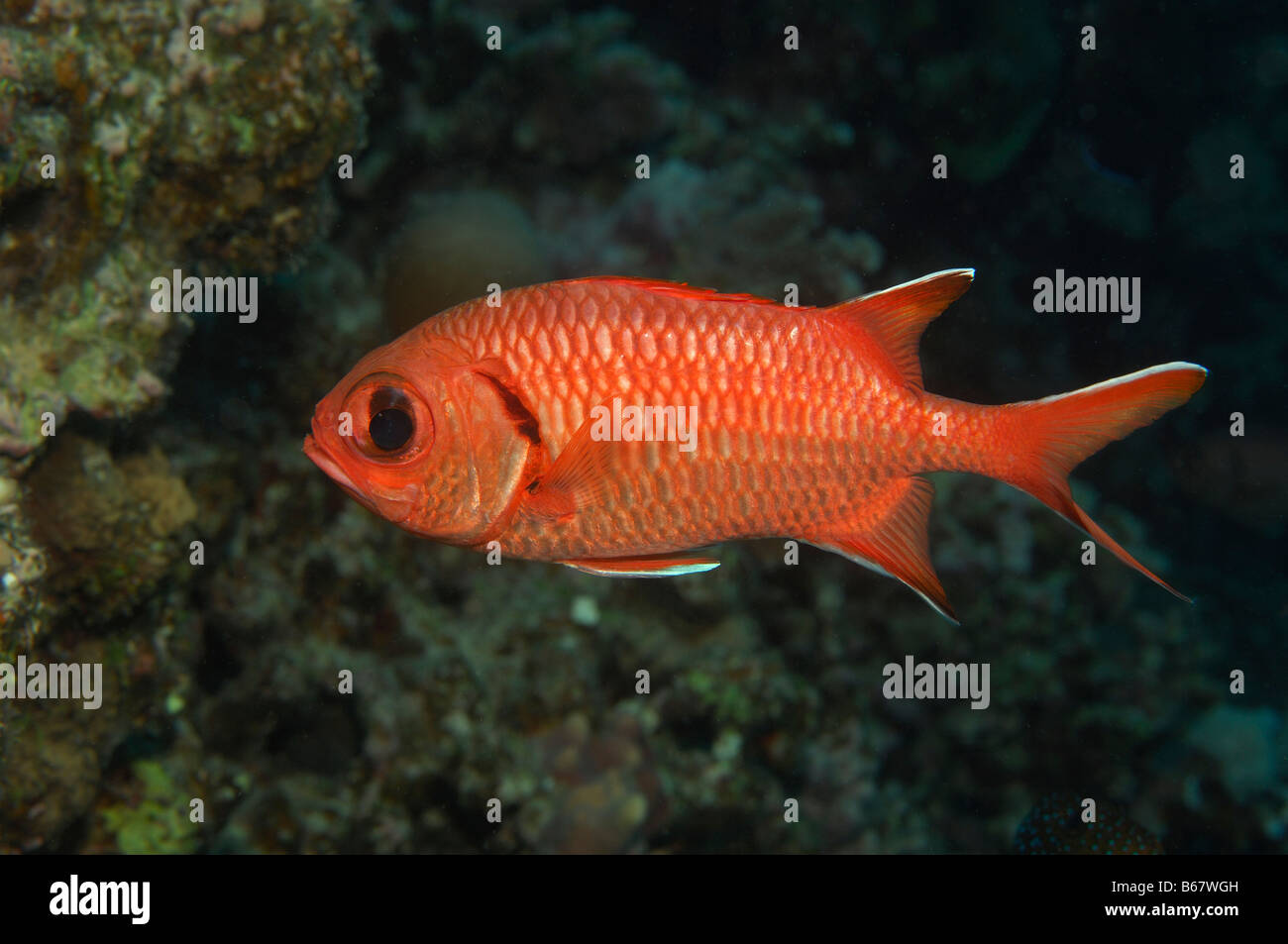 Blotcheye Soldierfish Myripristis murdjan Marsa Alam Red Sea Egypt Stock Photo