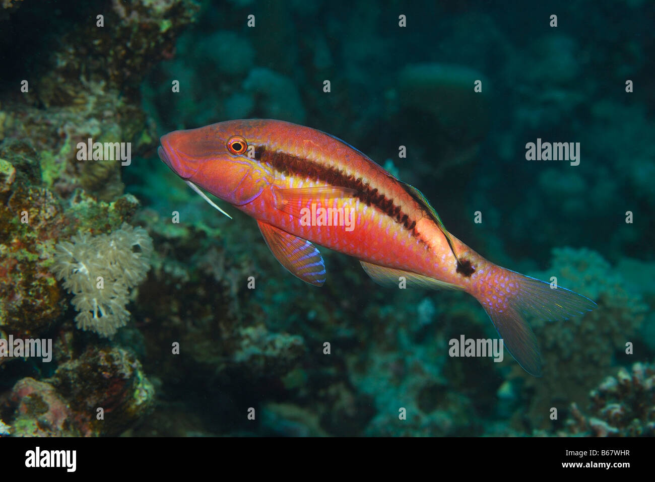 Long Barbel Goatfish Parupeneus macronema Marsa Alam Red Sea Egypt Stock Photo