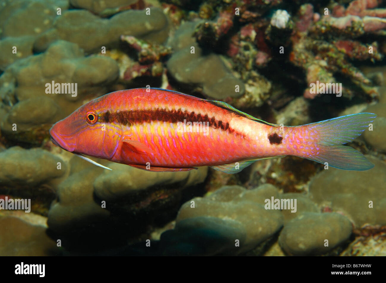 Long Barbel Goatfish Parupeneus macronema Marsa Alam Red Sea Egypt Stock Photo