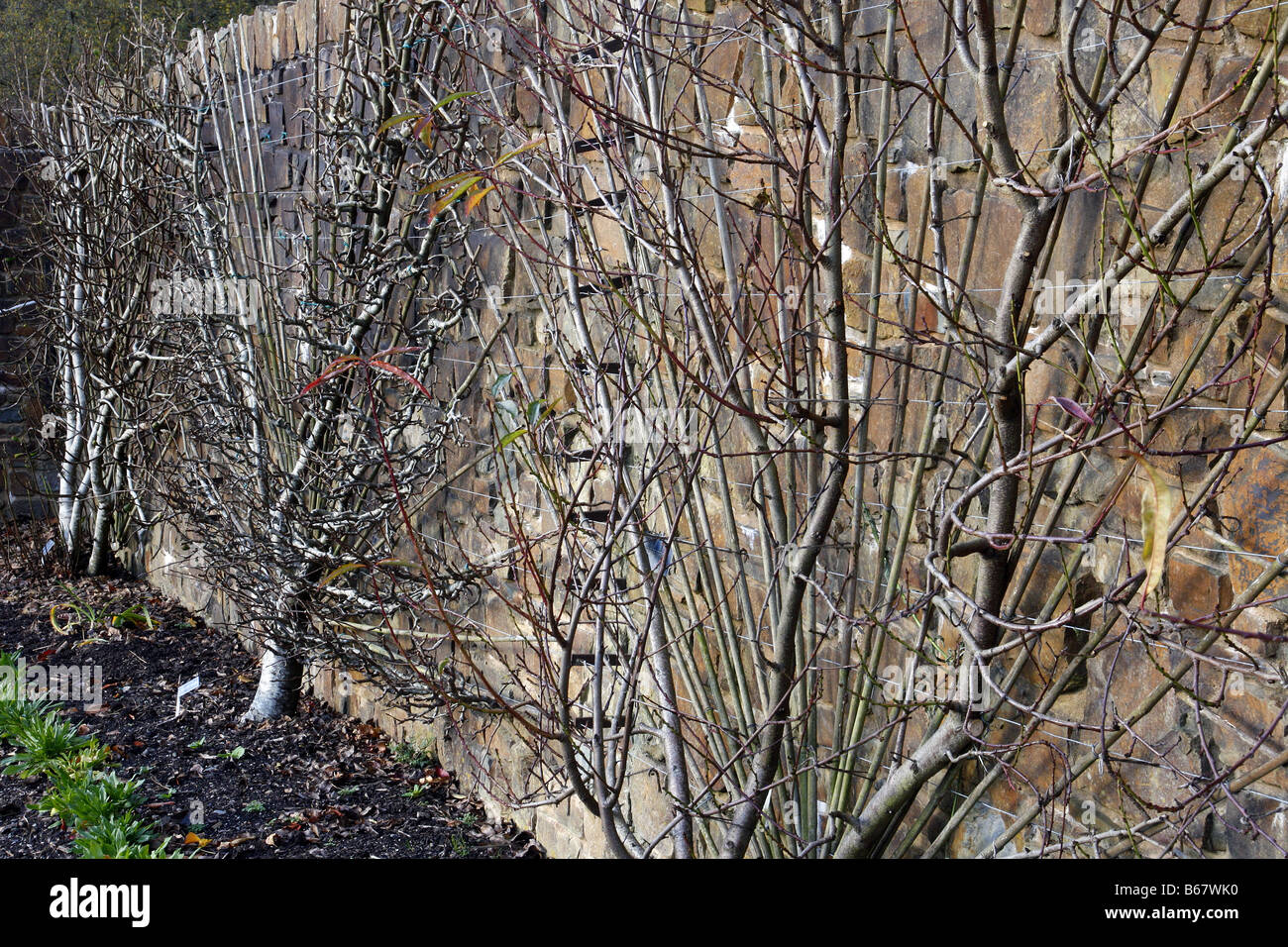 PEACH PEREGRINE ON ST JULIEN A NEAREST THEN PEAR GLOU MORCEAU ON QUINCE C Stock Photo