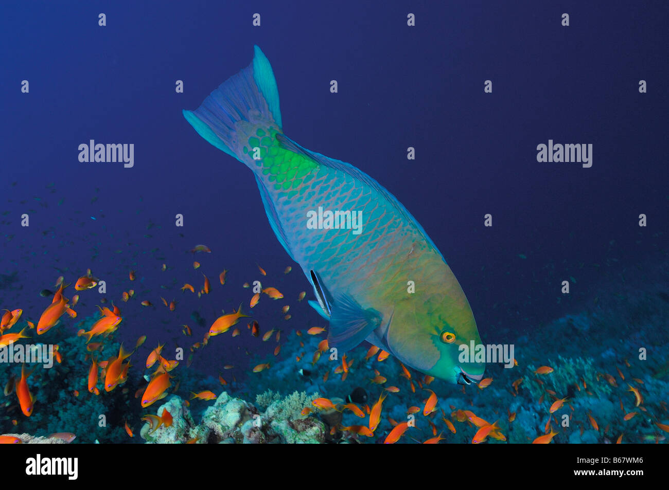 Rusty Parrotfish Male Scarus ferrugineus Elphinstone Reef Red Sea Egypt Stock Photo