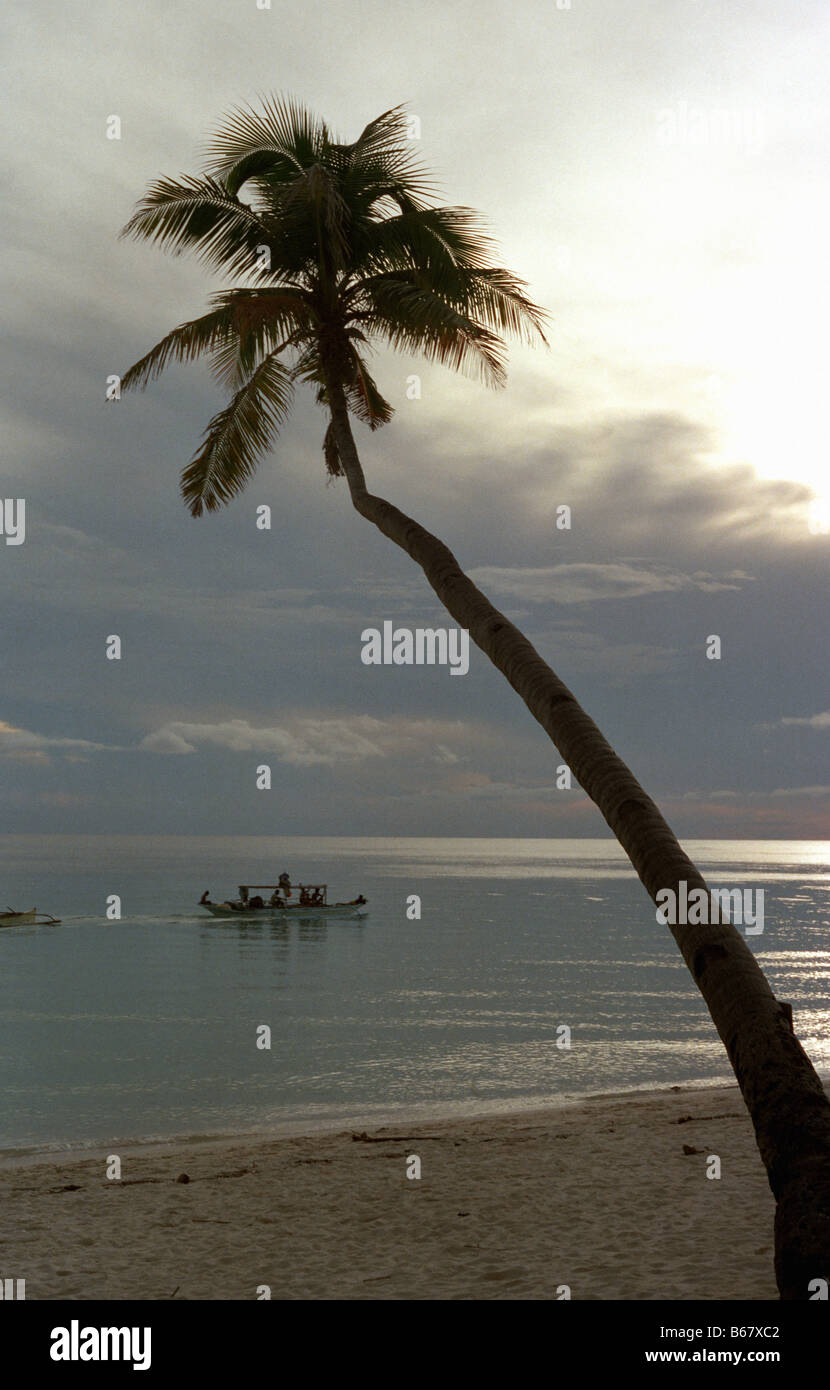 A palm tree on the shore of Boracay Island in the south of the Philippines Stock Photo