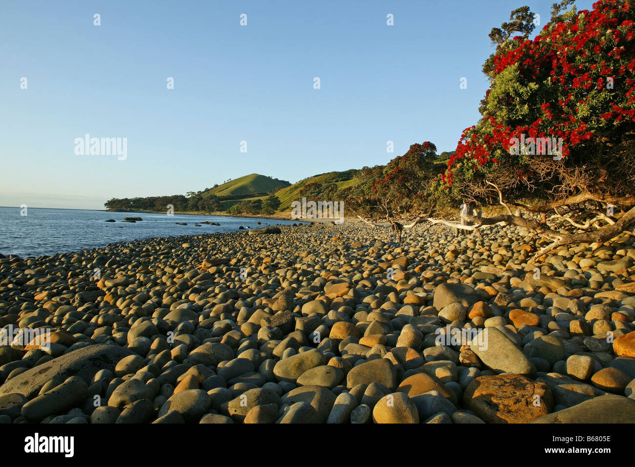 Red flowering Pohutukawa Tree at stony beach, Pohutukawa Coast, Coromandel Peninsula, North Island, New Zealand Stock Photo