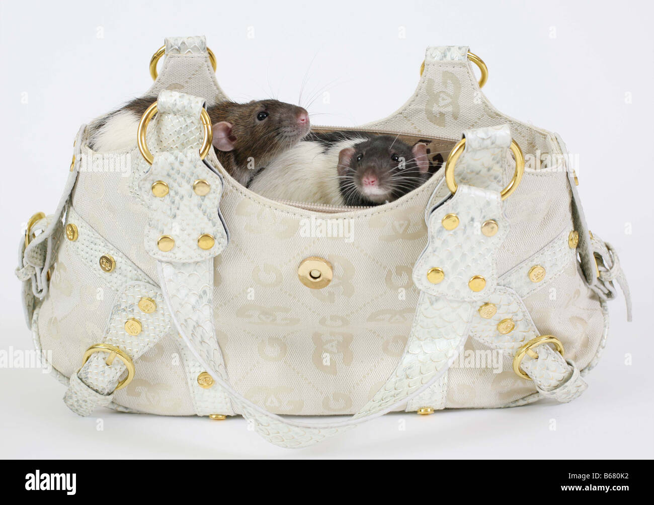 Bag Rat High Resolution Stock Photography and Images Alamy