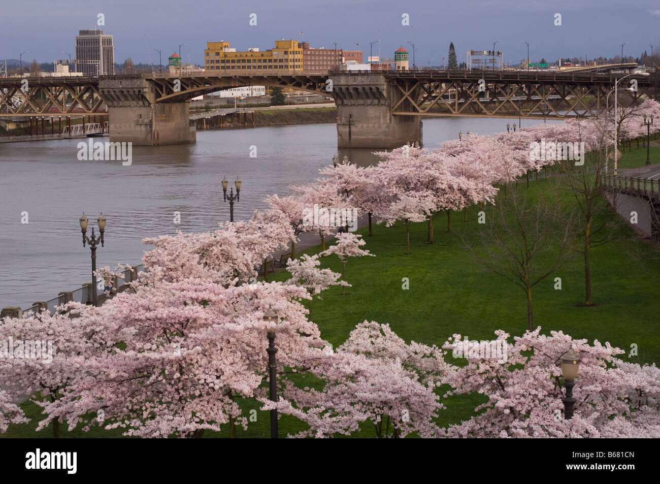 Cherry Blossoms And Burnside Bridge, Portland, Oregon, USA Stock Photo