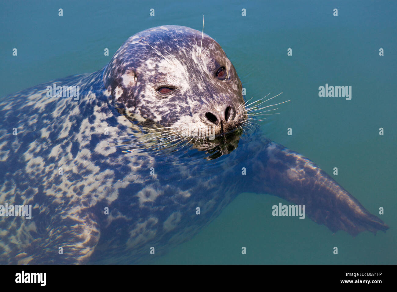 Harbour seal Phoca vitulina Victoria 'Vancouver Island' 'British Columbia' Canada Stock Photo