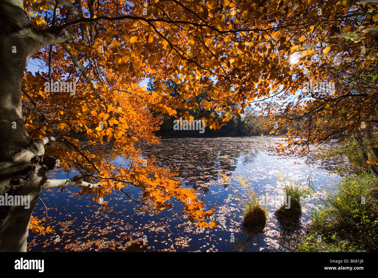 Lake Deixlfurt with reflection and forest in Autumn colours, near Tutzing, Upper Bavaria, Bavaria, Germany Stock Photo