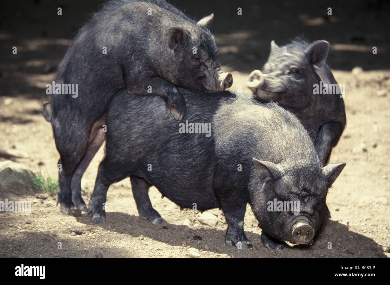 black-pig-of-vietnam-traditional-breeding-of-the-h-mong-adult-adults-B683JP.jpg
