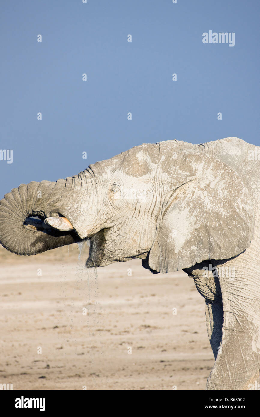 Desert Elephant Covered in Clay and Drinking at Small Water Hole, Etosha National Park, Namibia