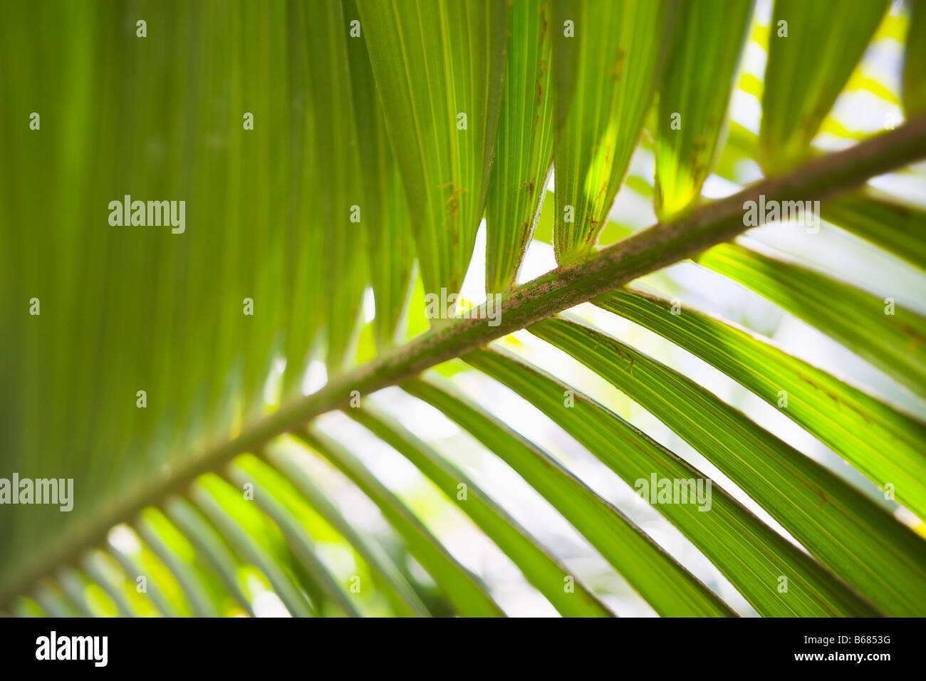 Closeup of Palm Leaf Stock Photo