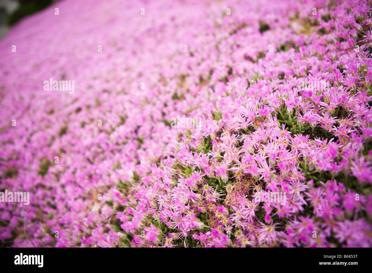 Pink wildflowers Stock Photo