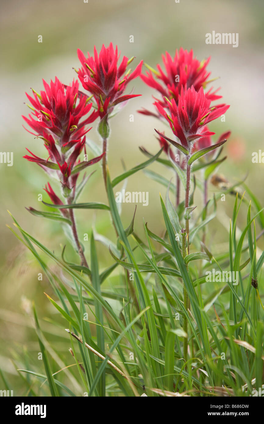 Indian Paintbrush Flower Stock Photo Alamy Indian Paintbrush Flower B686DW