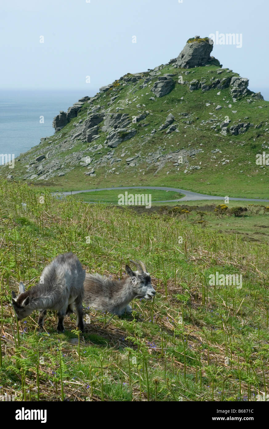 Wild goats grazing in The Valley of the Rocks near Lynton, north Devon Stock Photo