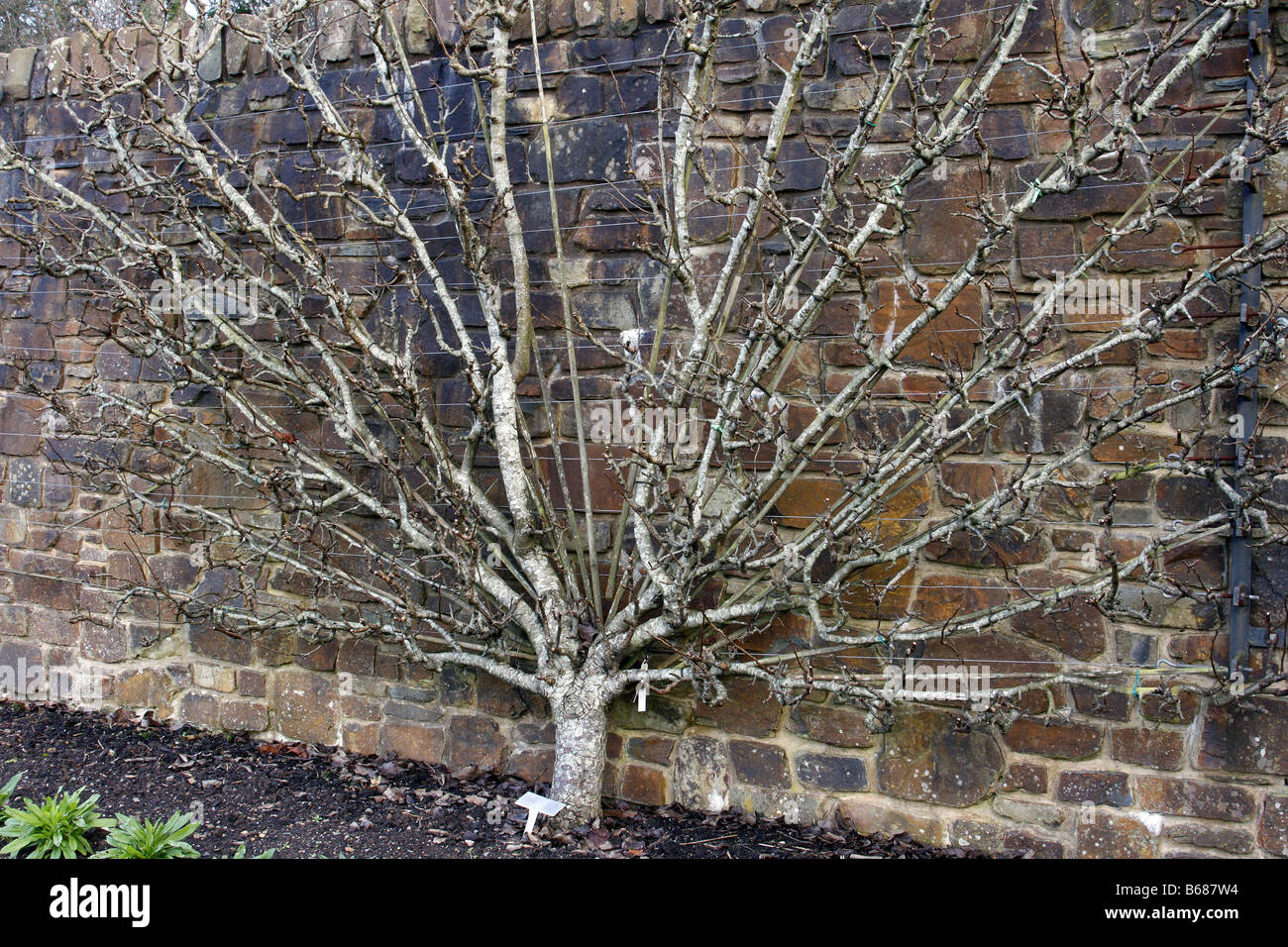 FAN TRAINED PEAR CONFERENCE ON QUINCE A AT RHS ROSEMOOR GARDEN DEVON PHOTOGRAPHED WITH RHS PERMIT Stock Photo