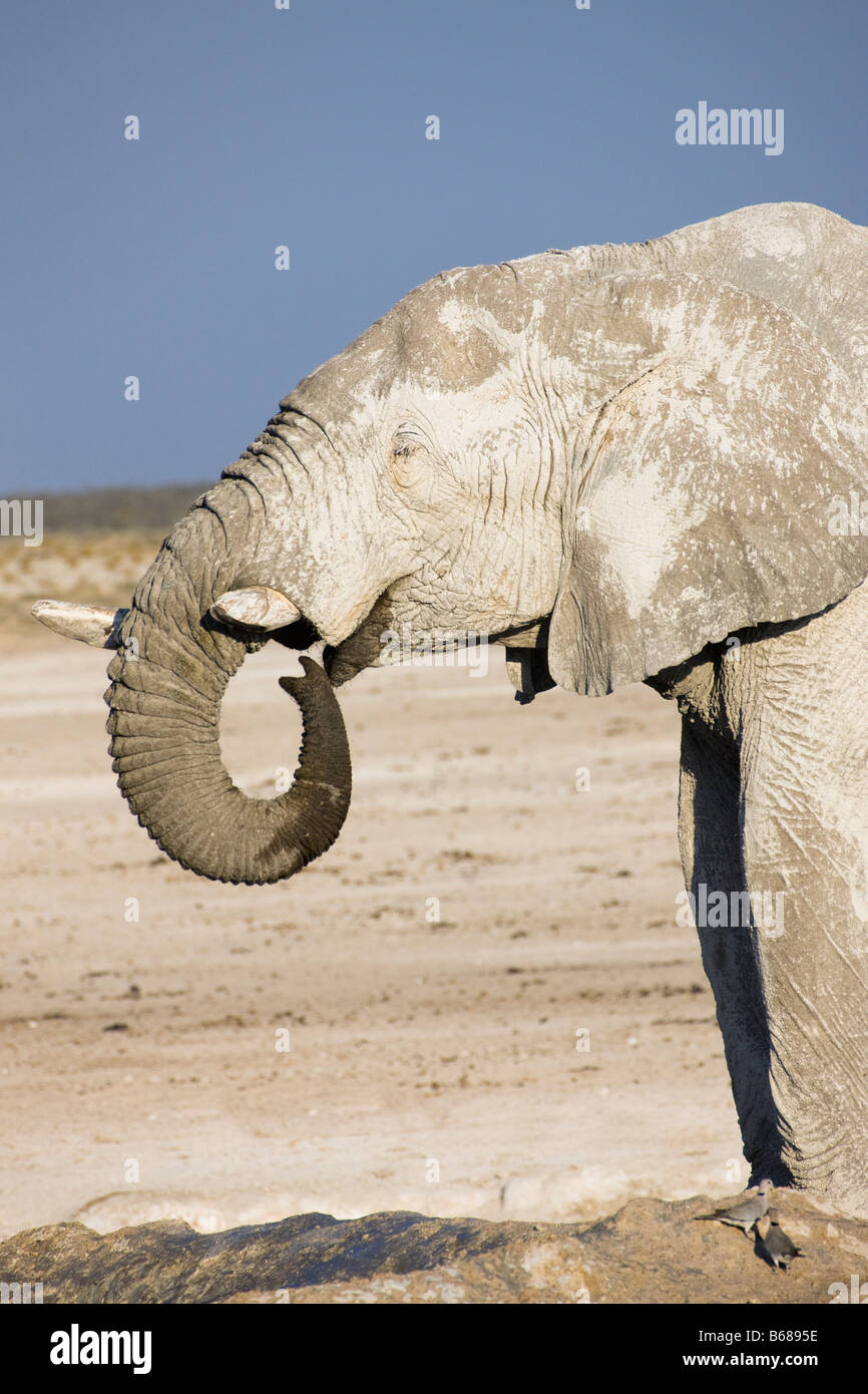Desert Elephant Covered in Clay and Drinking at Small Water Hole, Etosha National Park, Namibia