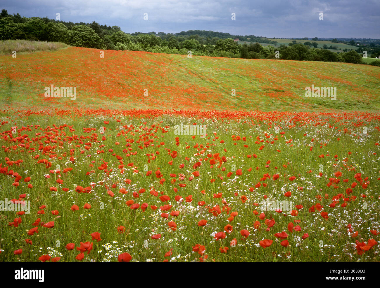 UK England Essex Constable Country poppy flower filled field Stock Photo