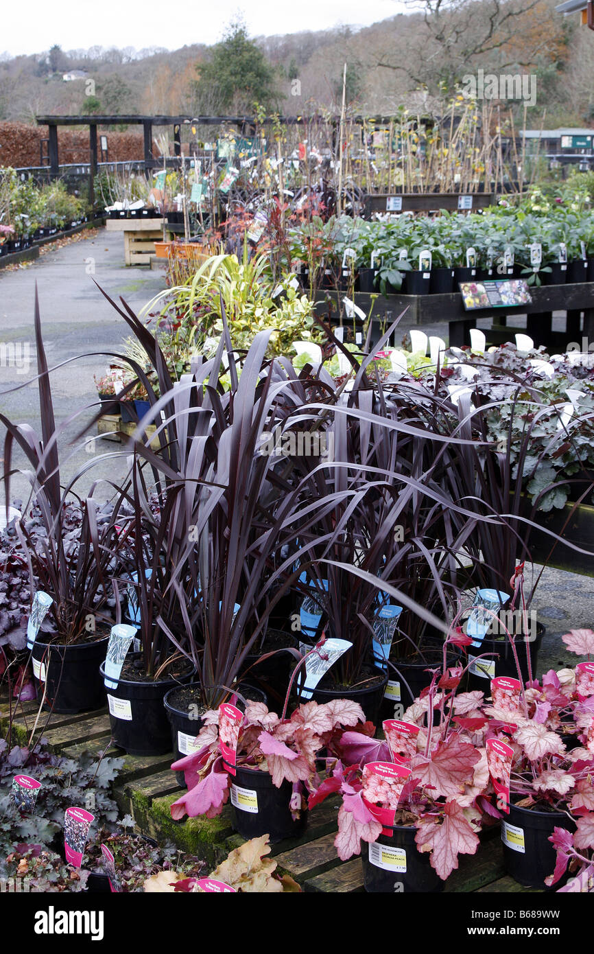 PLANT SALES AREA AT RHS ROSEMOOR GARDEN DEVON PHOTOGRAPHED WITH RHS PERMIT Stock Photo