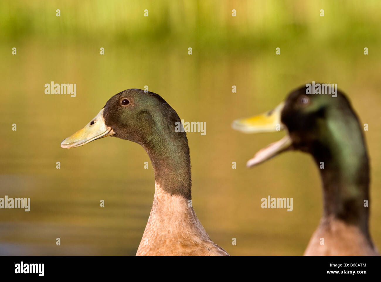 Two ducks, one with beak wide open Stock Photo