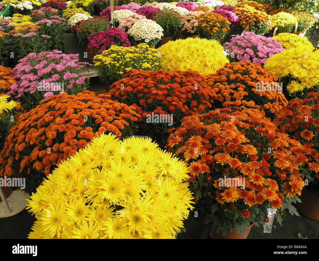 Chrysanthemum red yellow center hi-res stock photography and images - Alamy