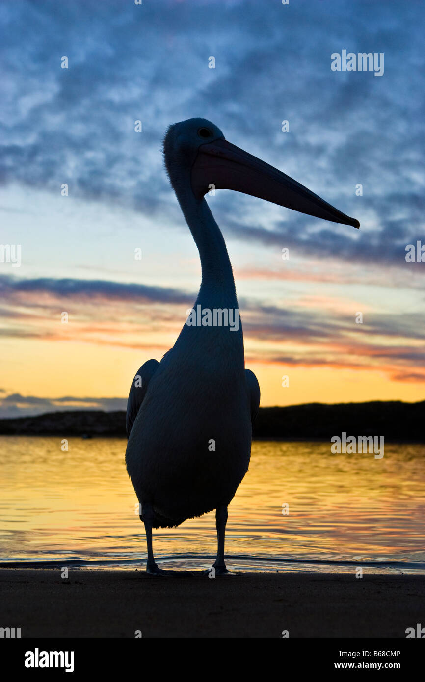 Silhouette of an Australian Pelican (Pelecanus conspicillatus) at sunset. Kalbarri, Western Australia Stock Photo