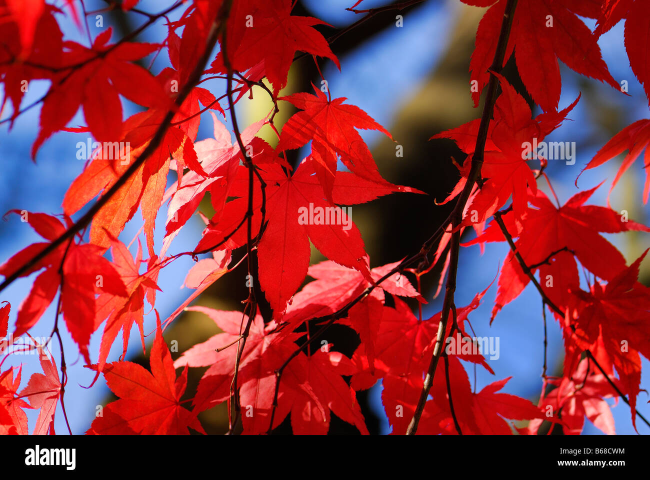 maple red leaf with blue sky it's autumn in canada Stock Photo - Alamy
