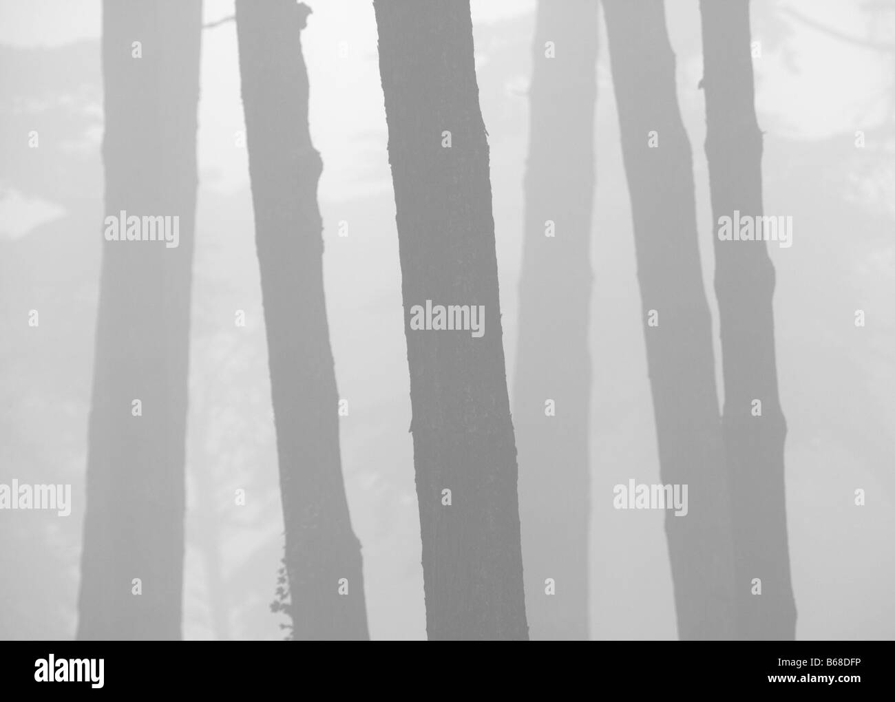 Black and white landscape of trees in the fog Stock Photo - Alamy