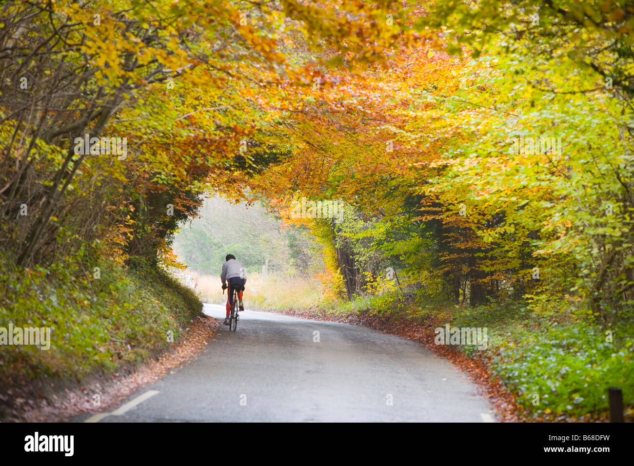 Cyclist with autumn colour on the Zig Zag, Box Hill Surrey England Stock Photo
