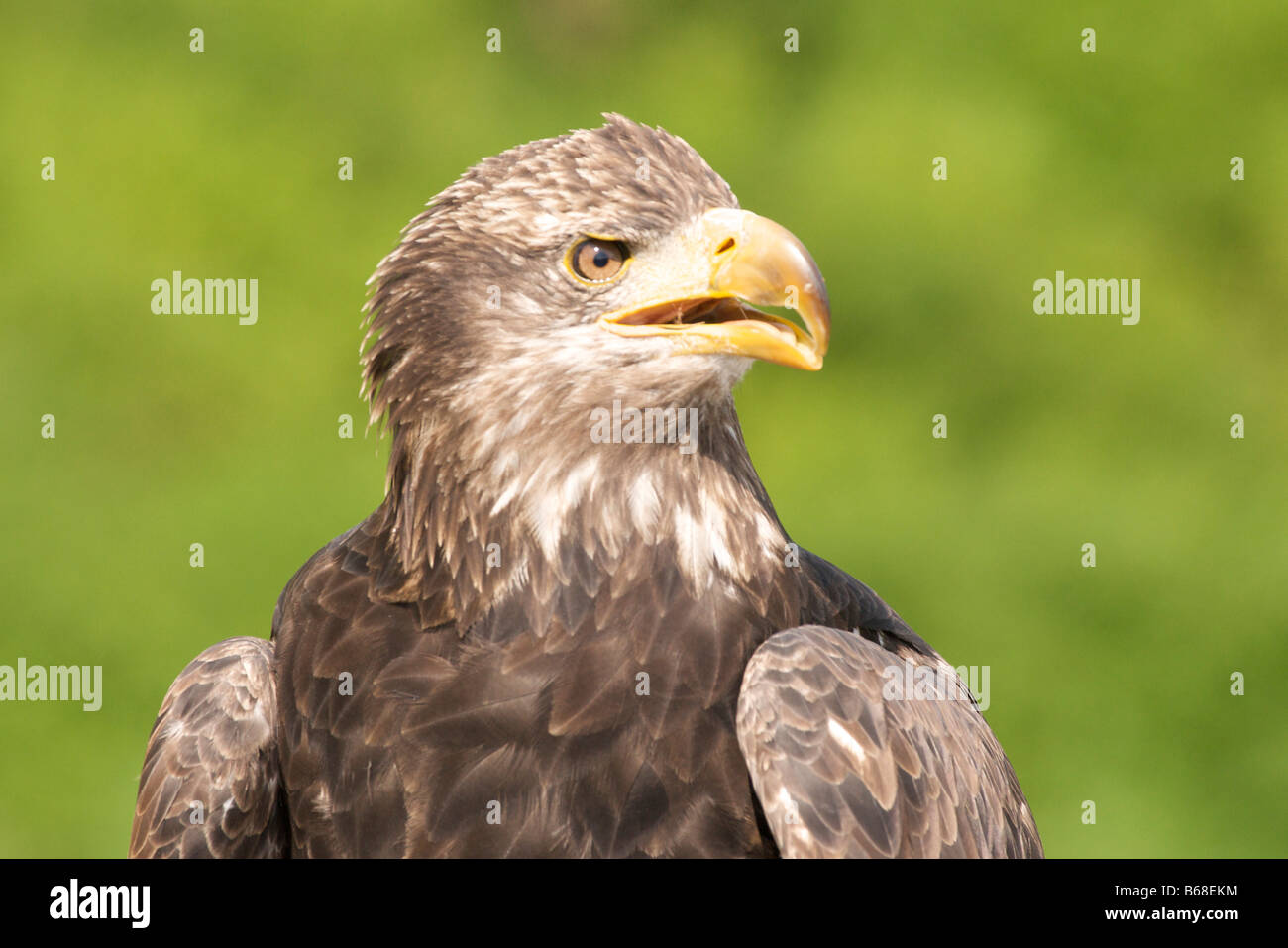 Juvenile Bald Eagle near Vancouver Stock Photo
