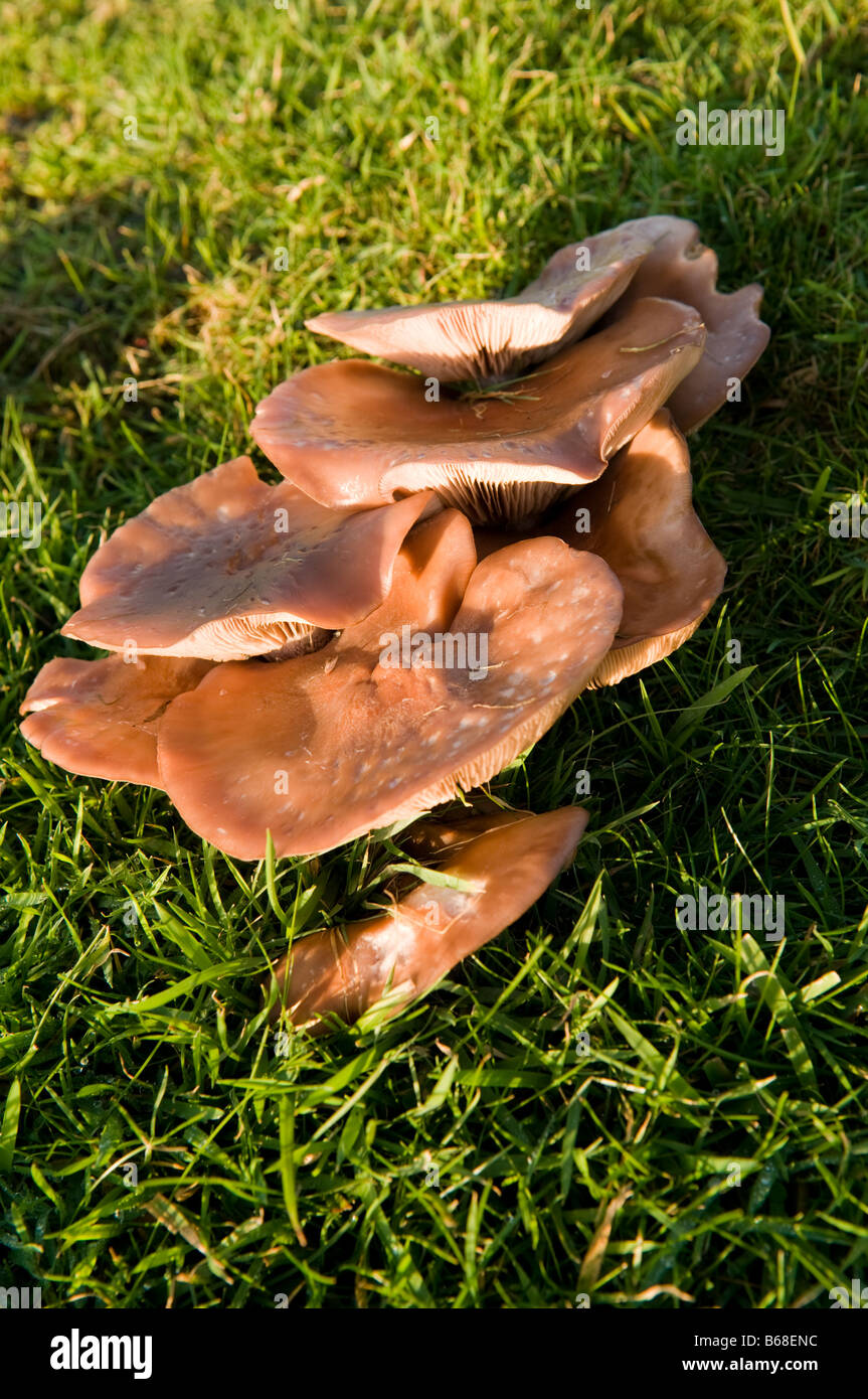 Cortinarius melinus (?): flat brown coloured mushroom fungus growing on grass, november UK Stock Photo