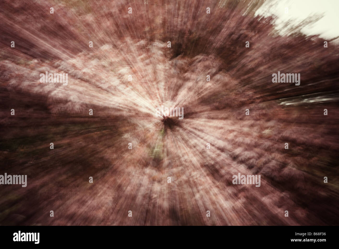 Japanese maple tree hi-res stock photography and images - Alamy
