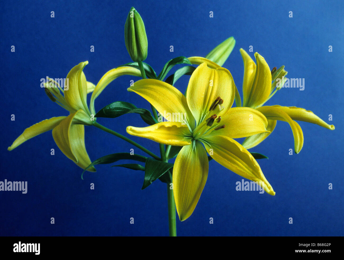 Yellow Lilies against blue background Stock Photo Alamy