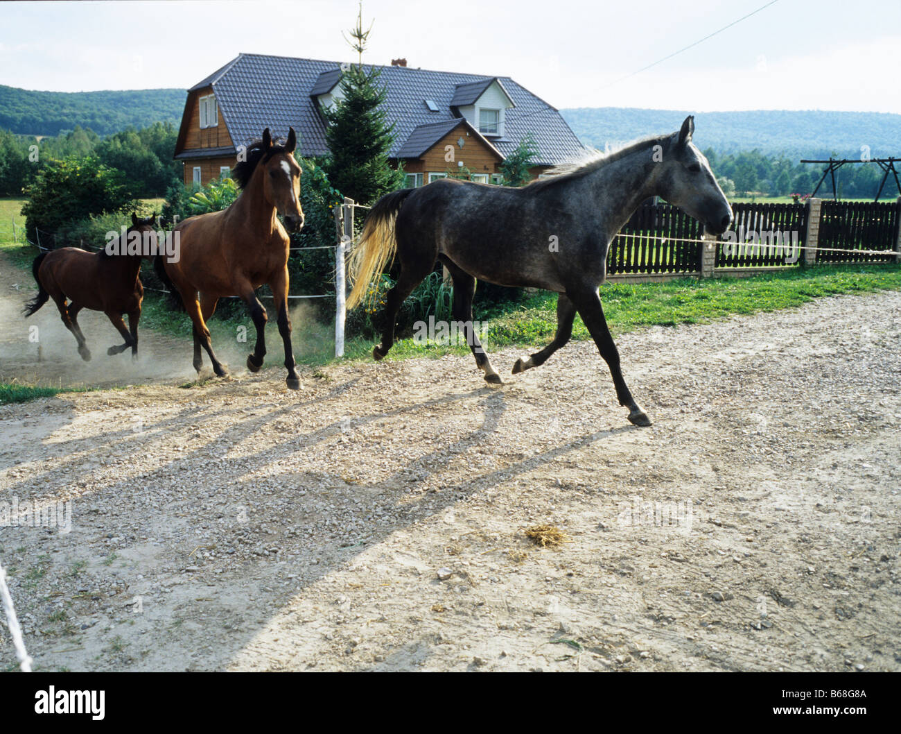 running stable