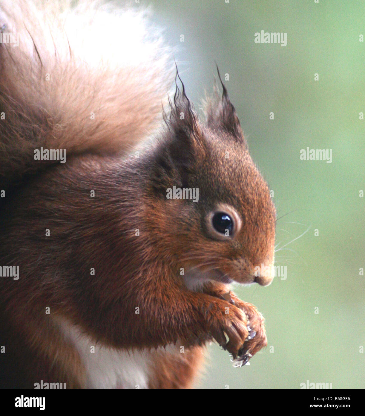 Red squirrel Sciurus vulgaris,Perthshire,Scotland,UK, Europe. Stock Photo