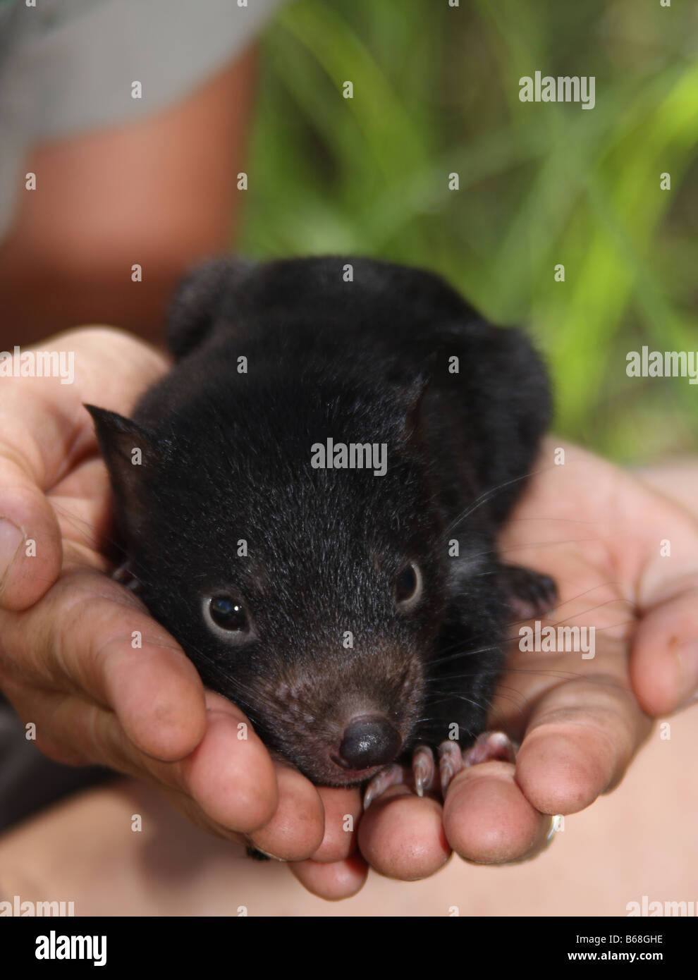 infant tasmanian devil sitting on a keepers hands Stock Photo - Alamy
