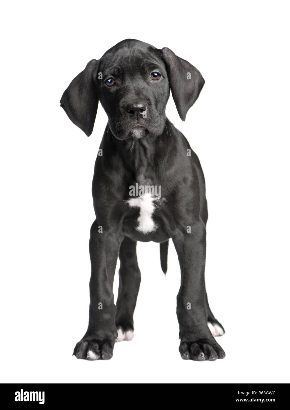 puppy Great Dane 2 months in front of white background Stock Photo